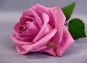 عماد الشمري