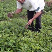 Nur Sahid