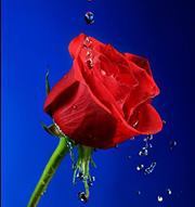 Αννα Παγγούρα