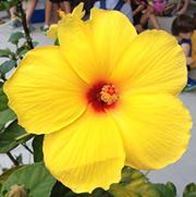 Sherrie Cannitello-fahey