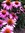 Imani | 25 comments