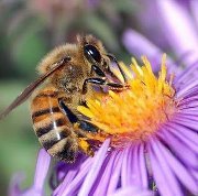 محمد الراشدي