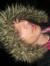 Dusan
