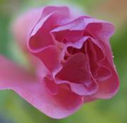 Magdalena Kielkiewicz