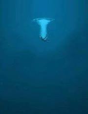 Roberta Blank mccllen