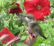 Kimberly Devine-brink