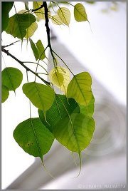 මෙත් සිසිල