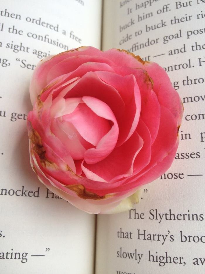 Goodreads profile picture for @Disowned