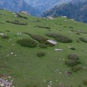 Sherafzal Gujjar