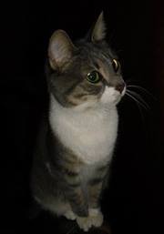 Надежда Вълчева