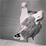 مالك السحيم