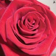 آلروح وآلريحان