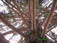 Диана Радославова