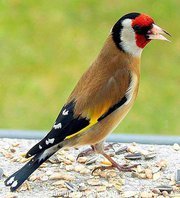 Abderahmane Djaatout