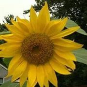 Ann Chesanek