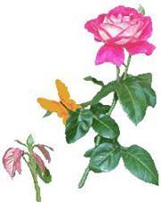 عامر ابو امنه