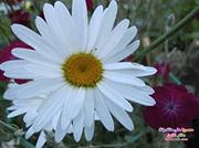 ام عبدالرحمن