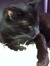 Gaddle