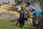 Ahmed Adel