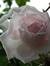 Roselynd