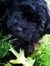 Addie D
