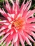 Flor