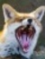 RoAr