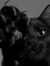 Myblackcat13
