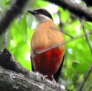 Etienne Birding