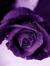 Razan M...