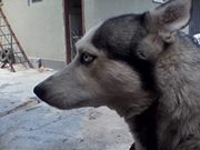 Георги Господинов