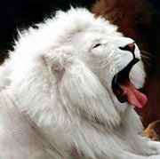 Pradeep Singh