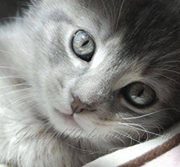 زهر البيلسان