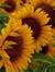 Carole Sullivan