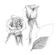 Areej Residues