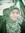 Dewi Emy