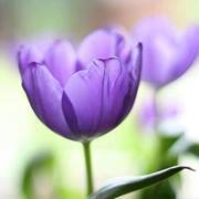 رند عواد