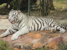 Vedantam