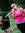 Tyler (Toot_The_Flute) | 3 comments