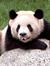 Panda Panda