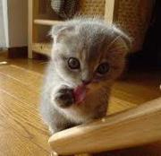 Soriyah Shepard-hintergardt