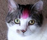 Deborah Richter-lynch