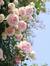 ʚïɞ Emy