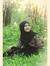 Winji M