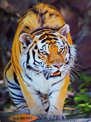 Pushpendra Somvanshi