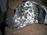 Robin Zavertnik Hall