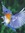 Bluebird | 6 comments
