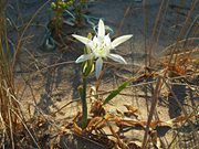 Νατάσσα Κ.Δ.