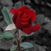 Hala Abd ul-qader