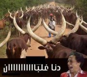 Ahmed Ayad
